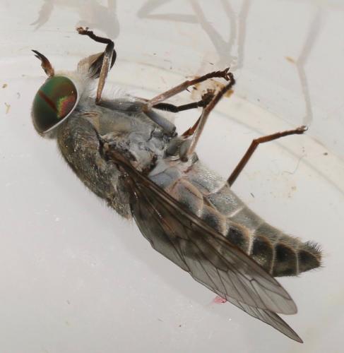 Réf. 324 058 : Tabanus bromius